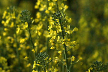 Chinese Flowering cabbage