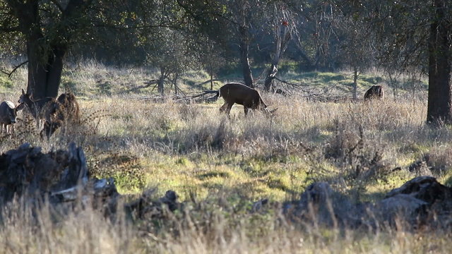 Deer Feeding In Grass Under Oak Trees Sacramento California
