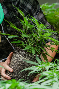 farmer working with his marijuana crop