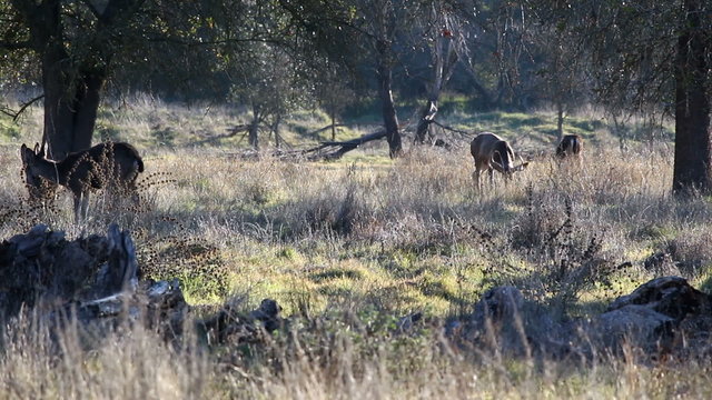 Deer Feeding In Grass Under Oak Trees Sacramento California
