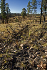 Forest scarred from fire in Arizona