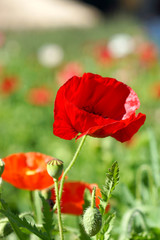 Obraz premium Poppy flowers in the garden