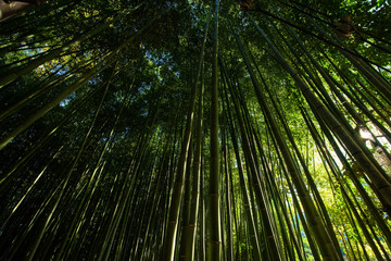 Obraz na płótnie Canvas Bamboo grove forest in Arashiyama, Kyoto