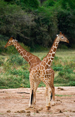 Two male giraffes fighting each other in the savannah. Kenya. Tanzania. East Africa. An excellent illustration.