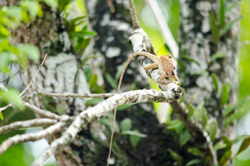 lizzard on the tree