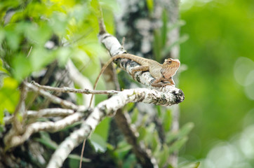 lizzard on the tree
