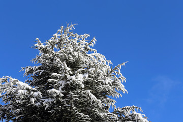 tree with its branches with snow in winter and blue sky