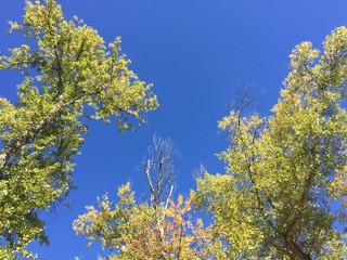 Fototapeta premium Bäume im Herbst