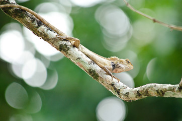 lizzard on the tree