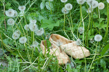 два плетенных тапка из бересты на фоне зеленого поля с одуванчиками