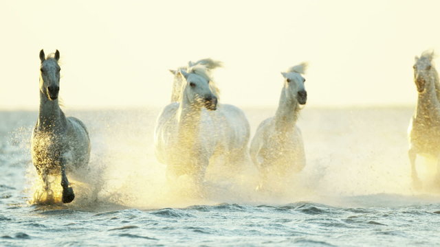 Cowboy Camargue rider animal horse sunset galloping sea 