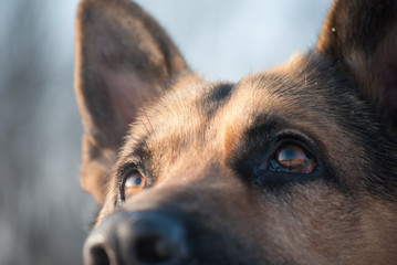german shepherd stares