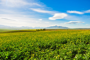 Lenticularis Wolken über der Garden Route; Südafrika