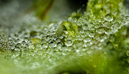 extreme macro