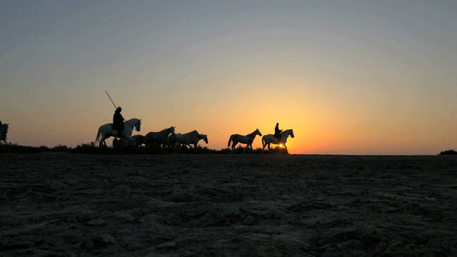 Aerial France sunset Drone Camargue horses equine sea