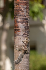 Streifenhörnen am Stamm