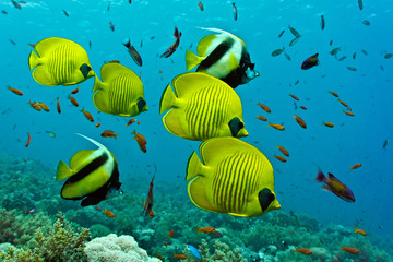 
Shoal of Butterflyfish and Bannerfish on the coral reef