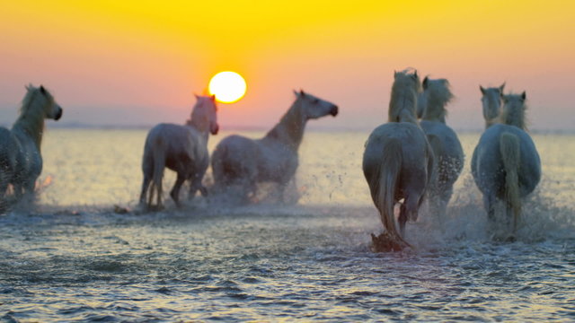 Cowboy Camargue animal horse France sunset running 