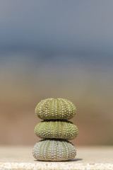 Fototapeta na wymiar sea urchin shells