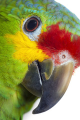 Amazon Parrot
