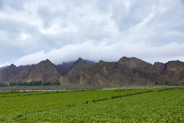 Farmland and mountain range