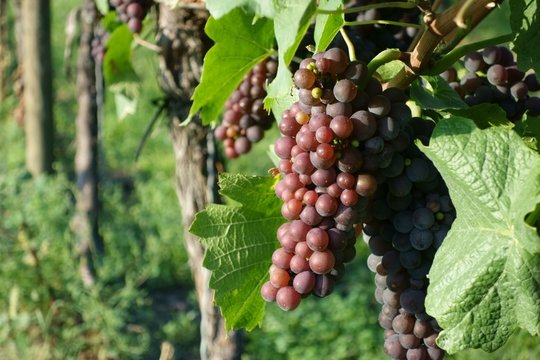 Weinanbau / Wein / Weinstock / Trauben Hintergrund