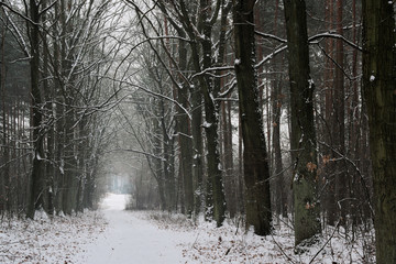 Las zimą. © boguslavus