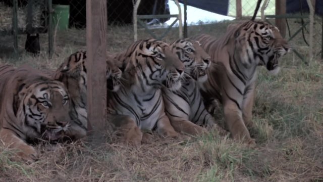 Row Of Tigers Performing In Circus