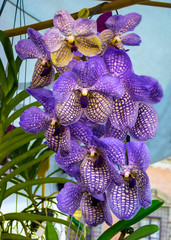 Beautiful tropical flowers violet blue orchid Vanda coerulea