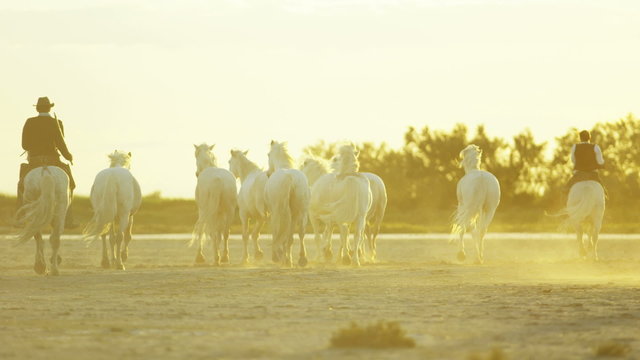 Cowboy France Camargue animal horses running sun flare