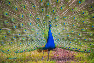 Obraz premium Beautiful peacock with displayed colorful tail, summer time