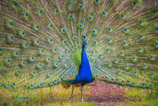 Beautiful peacock with displayed colorful tail, summer time