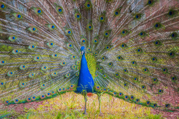Obraz premium Beautiful peacock with displayed colorful tail, summer time