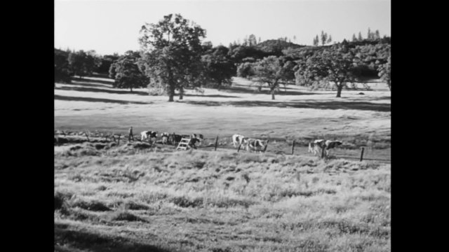 High angle shot of  man herding cattle through field, 1940s