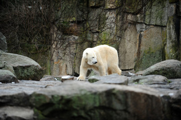 Profile of a large polar bear  
