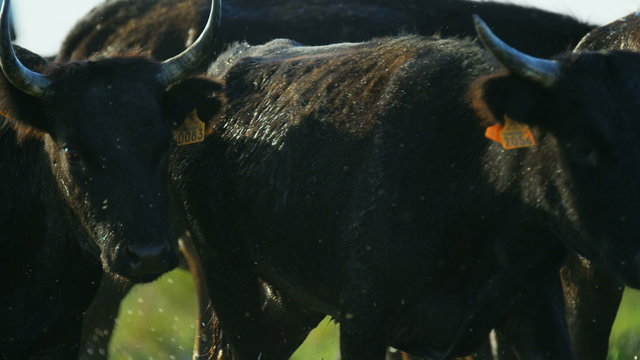 Bull black water Camargue animal freedom power France