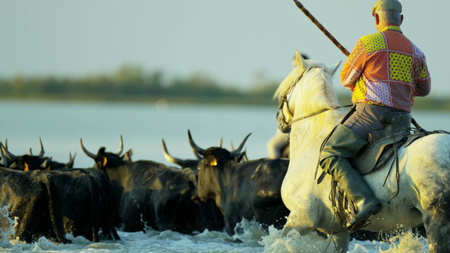 Cowboy Camargue bull animal wild horse rider water France 