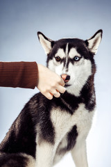 adult female husky in the studio