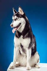 adult female husky in the studio
