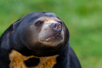 Obraz premium sun bear (Helarctos malayanus)