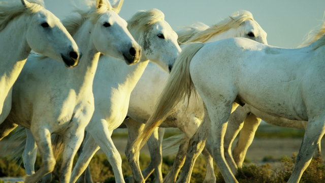 Cowboy France Camargue animal horses running sun flare