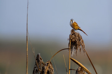 Bearded tit in the reeds