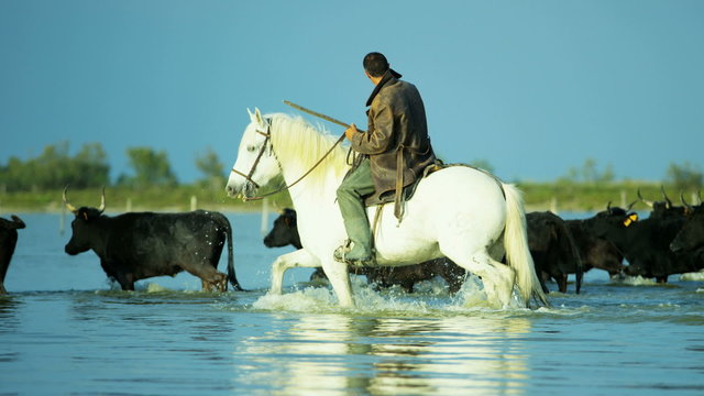 Camargue bull animal wildlife horse running water cowboy 