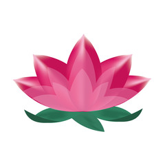 illustration of lotus