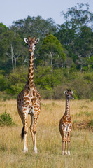 Naklejki  Kobieta żyrafa z dzieckiem na sawannie. Kenia. Tanzania. Wschodnia Afryka. Doskonała ilustracja.