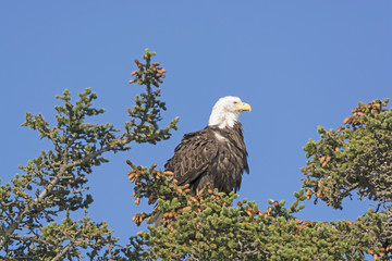 Bald Eagle Watching the Landscape