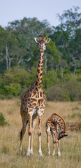Female giraffe with a baby in the savannah. Kenya. Tanzania. East Africa. An excellent illustration.