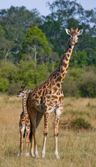 Female giraffe with a baby in the savannah. Kenya. Tanzania. East Africa. An excellent illustration.