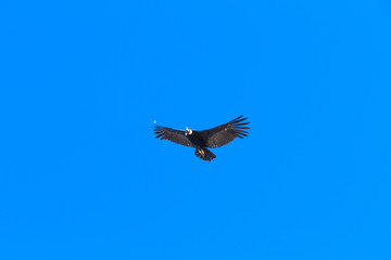 condor in sky