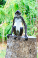 Spider monkey on a tree